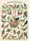 Cavallini & Co - Vintage Poster/Schulplakat - Vögel (B)