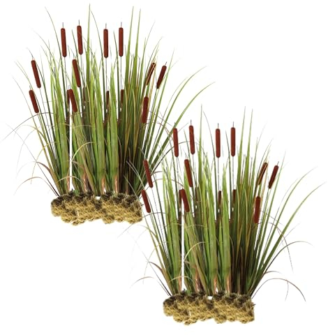 vdvelde.com - Typha Latifolia - Große Stranddistel - Für ca. 2,5 m² - 30 lose Filterpflanzen - Für Teichpflanzenfilter - Winterharte Teichpflanzen - Van der Velde Wasserpflanzen