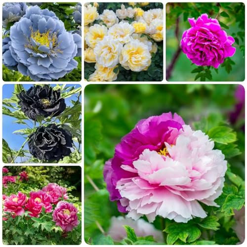 6 pcs pfingstrosen pflanzen winterhart zwiebeln - deko büro frühblüher zwiebeln hydrokultur pflanzen pfingstrose, zimmerpflanze blumenzwiebeln frühblüher bonsai topf blumenwiese topfpflanzen