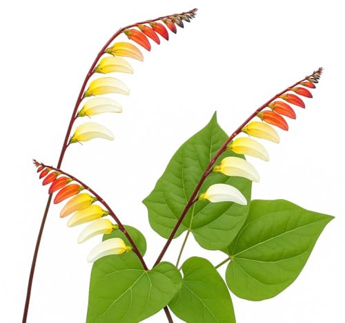20 Graines de Plume d'Indien (Ipomoea versicolor quamoclit lobata) - SemiSauvage Permaculture - graines reproductibles