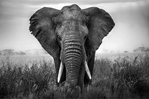 Ceanothe Tableau sur verre synthétique éléphant noir & blanc 80x120 cm | Tableau sur verre synthétique éléphant noir & blanc 80x120 cm Impression Image en Haute Définition Tableau mural décoratif