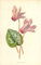 SERAVE Wandkunst Bilder Poster Wandkunst Ölgemälde Persisches Alpenveilchen von Frederick Edward Hulme für Wanddekoration 60x90cm