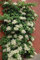 Aamish 30 semillas de flor de hortensia trepadora