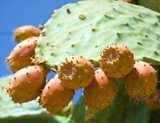 Seeds Nopal yellow fruit nopaline nopalea exotic edible cactus juice sweet 150 seeds: Only seeds