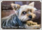 Petsigns Hundeschild - Yorkshire Terrier - wetterfestes Türschild Warnschild Yorkie Schild, DIN A5