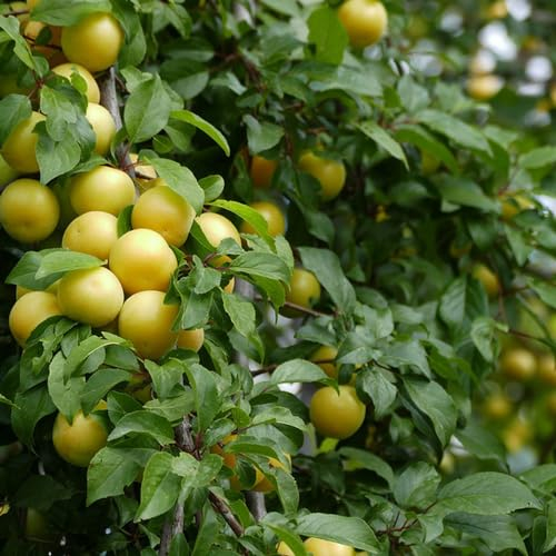 30 pcs pflaumenbaum samen(zwetschgenbaum) obst samen säulenobst bio saatgut balkonpflanzen gartenpflanzen obstbäume stauden winterhart mehrjährig gartenpflanzen winterhart mehrjährig