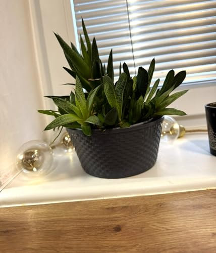 Kimmel Lot de 3 bacs à Plantes - 16 cm - Gris - Aspect rotin - Décoration de Table