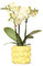Kolibri Orchids | gelbe Phalaenopsis-Orchidee - Mexiko - Topfgröße Ø9cm | blühende Zimmerpflanze - frisch vom Züchter