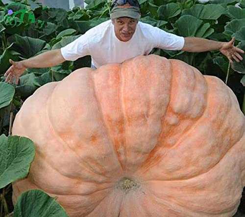 Zucche giganti, semi di zucca Big Max, cimelio, non OGM, 20 semi di ortaggi e frutta Giardinaggio NO-OGM semi di cimelio impollinati aperti