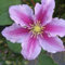 Clematis zwiebeln,Winterhart mehrjährig,clematis onion,clematis viticella,clematis waldrebe,clematis winterhart mehrjährig immergrün,clematis pflanzen,clematis große blüten.-8zwiebeln-C