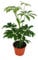 Exotenherz - Strahlenaralie - Schefflera - 9cm Topf - Zimmerpflanze - ca. 25cm hoch