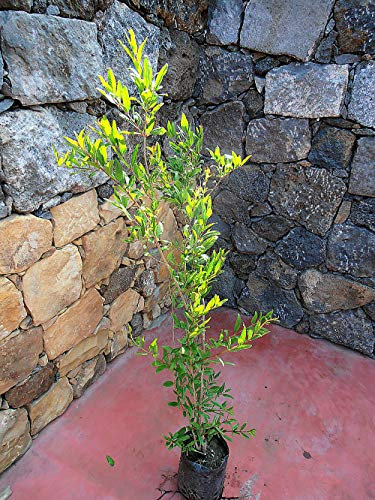 Pianta Albero melograno Dente di cavallo - Imballaggio speciale protettivo