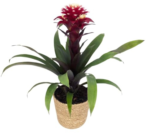 Guzmania 'Francesca', lila-weiß, Topf-Ø 12 cm, mit Korb Maki, Höhe ca. 40 cm