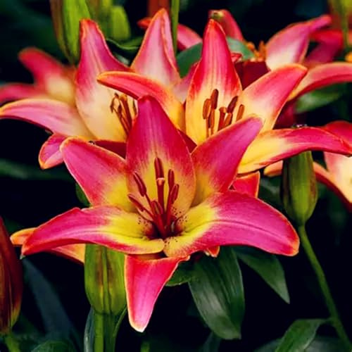 (UOLKEZFM) Lys bicolores résistants à l'hiver - Lys hybrides parfumés avec rhizome de lys, idéal pour le jardin et la terrasse - 6Rhizome-C