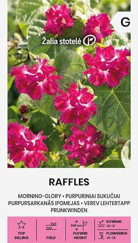 Zalia stotele | Convolvoli - semi della Via Lattea | Semi di fiori | Semi di piante | Semi da giardino | Cresce come pianta annuale rampicante e raggiunge un'altezza di tre metri 1 confezione