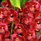 Cymbidium Bulbos, Bulbi da giardino,Fiori recisi,Piante perenni, Pianta delle Orquídeas, Orquídeas bulbos, Bulbi di Cymbidium, Winterharte, Decorazione del balcone-3 Bulbos-F