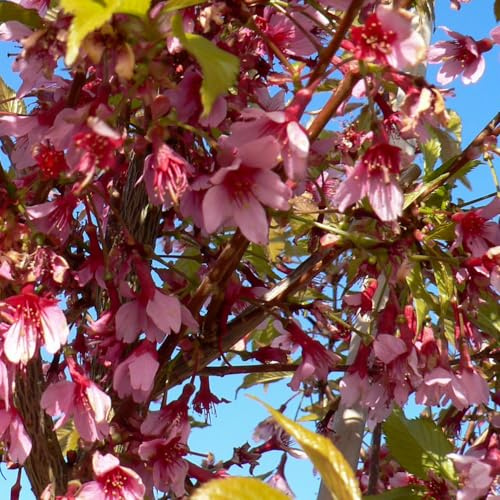 Cherry Blossom 'Okame'. 9cm Plant x 2. Prunus, Flowering Shrub. Ornamental Cherry Tree. Sakura. Available from Bedwen Plants