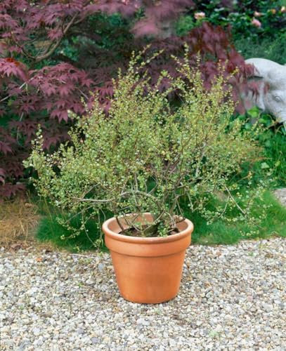 Betula nana 40–60 cm – Winterhart, Mehrjährig, Pflegeleicht – Zwergbirke – Zierstrauch für Moorbeet & Kübel