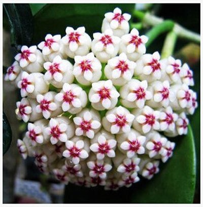 (Hoya 22 Tipo Con * Ambizu *) Semi Hoya Carnosa Delle Piante, Hoya Seme 100 Stück/Beutel (Hoya 08)