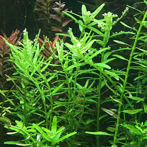 Rotala Rotundifolia Green X1 Mazzo - Piante vive per acquario