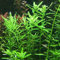 Rotala Rotundifolia Green X1 Mazzo - Piante vive per acquario