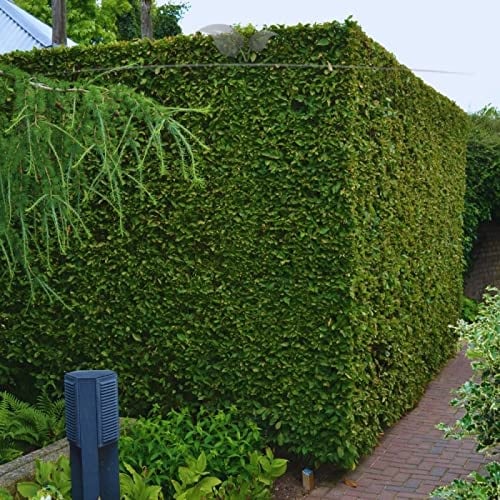 Gardline - Hainbuche Carpinus betulus 150-175 cm IM TOPF. 3-200 St. Hecke der Hainbuchen - 100 St. (ca. 25 Meter)