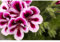 Pelargonium grandiflorum 'Bicolor', rosa-lila Blüte - englische Edelgeranie 'Bicolor', im Topf 12 cm in Gärtnerqualität von Blumen Eber - 12 cm