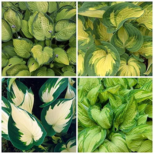 Hosta Pflanze Funkien samen Bodendecker Winterhart MehrjäHrig Blumensamen Geschenk Funkien Kaufen Weiß Blumen Deko Exotische Pflanzen Saat Winterharte KüBelpflanzen Pflanzensamen 50 Hostas Saatgut