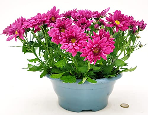 POWERS TO FLOWERS - CRISANTEMO VIOLA, CIOTOLA VASO 22CM, Pianta Vera