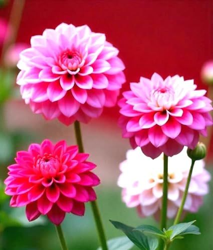Seeds Multicolor Daisy Pompon Mary's Rose Mix 400+ Non-GMO Seeds for Growing Perennial