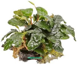 Wurzel mit Anubias barteri - size XL