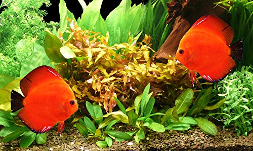 Zoomeister - Pflanzen - Set Bis 130L Diskus -Echinodorus - 28°C