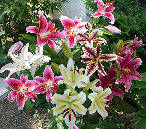 Mixed Oriental Lily Bulbs (Pack of 8) - Fragrant Blooms!