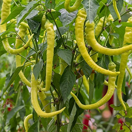 Spiralus Peperoni Samen für ca. 15 Pflanzen - milde Sorte, ertragreich