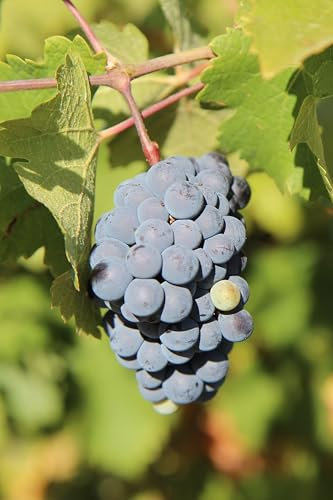 Pianta di Vite pianta di uva vigna da vino pianta di uva innestata pianta vera di vite venduta da eGarden.store (Merlot)