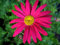 Staudenkulturen Wauschkuhn Tanacetum coccineum 'Robinsons Rot' - Bunte Margerite - Staude im 9cm Topf