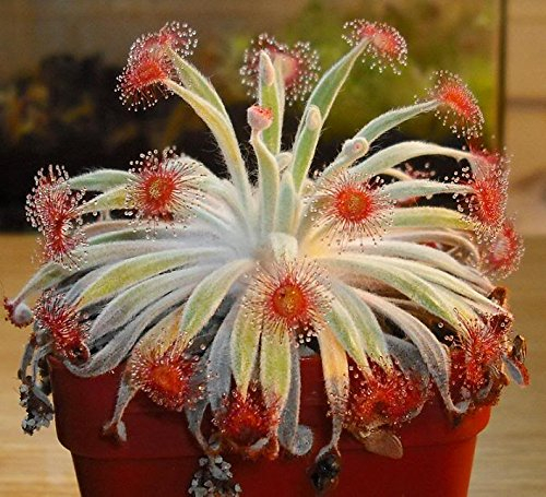 Drosera Ordensis Carnivorous sehr seltene Pflanze 10 Samen Wollige Sonnentau Petiolaris