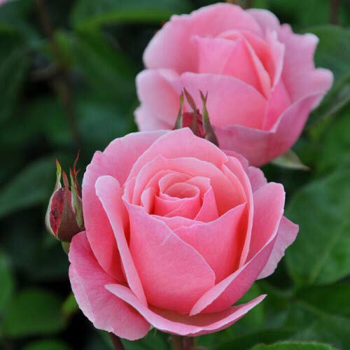 Bare Root Rose 'Rose Queen Elizabeth' - Rose Bush Ready to Plant