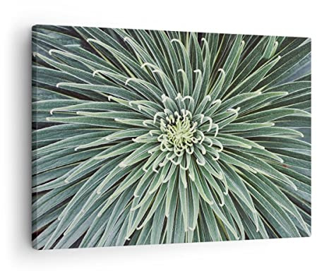ARTTOR Bilder auf Leinwand 70x50cm Wandbild Botanik Blumen - 4905 | Agave Grün Pflanze Klein Wanddekoration Wohnzimmer Schlafzimmer Küche Wanddeko Wand Kunstdruck Wandkunst Wall Decor ARTTOR