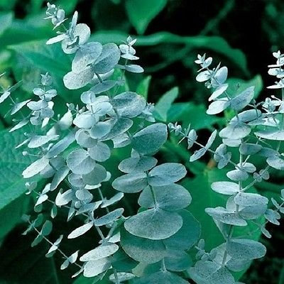 25 + semi di eucalipto Silver Dollar Cinerea/Aroma perenne fiore
