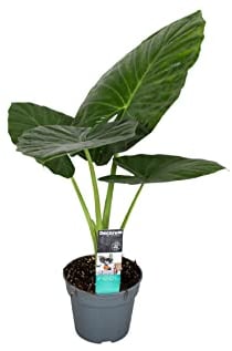 Plant in a Box - Alocasia Odora - Bellissima Pianta verde da appartamento - Vaso 17cm - Altezza 55-75cm