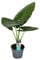 Plant in a Box - Alocasia Odora - Hermosa Planta de interior verde - Maceta 17cm - Altura 55-75cm
