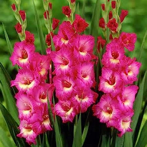 Semilla de gladiolo, 20 piezas Semilla de gladiolo Magnífica encantadora Gladiolo Estética Flor Semilla Flor Árbol frutal Semillas vegetales Semilla