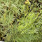 20 pcs Colakraut Samen, kräutersamen pflanzen winterhart draußen, Artemisia abrotanum, Cola Kraut, hochbeet kräuter balkonpflanzen winterhart garten pflanzen garten winterhart mehrjährig