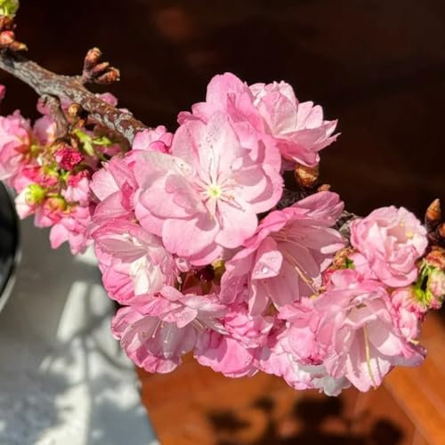 Bonsai Kirschblütenbaum Samen, bonzai baum samen Kirschblüten Samen, blumensamen, gartenpflanzen steingartenpflanzen winterhart pflanzen für sonnige plätze blumensamen mehrjährig 10pcs