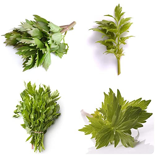 piante di levistico semi resistenti,semi di erbe selvatiche semi di erbe da cucina semi di erbe semi di piante da ufficio bonsai da interno semi di bonsai verdure invernali 150 Pezzi