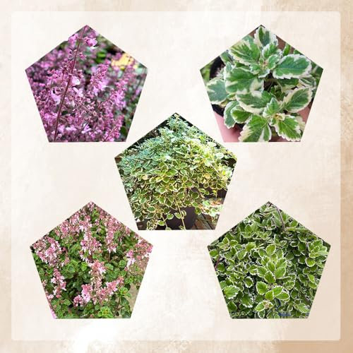 10 pcs plectranthus pflanze samen, gartenkräuter, bio saatgut kräutergarten balkon, bonsai samen blumensamen kaufen, ostergeschenke kräuter samen, hochbeete für garten blumensamen