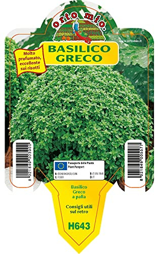 Orto Mio Piantine di Ortaggi in pack cubettato per la produzione famigliare disponibili in molte tipologie e varietà (Basilico Greco a palla una piantina in vasetto)