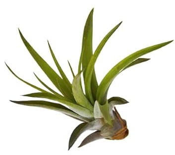 Planta del Aire Tillandsia Velutina Clavel Que No Necesita Tierra para Vivir