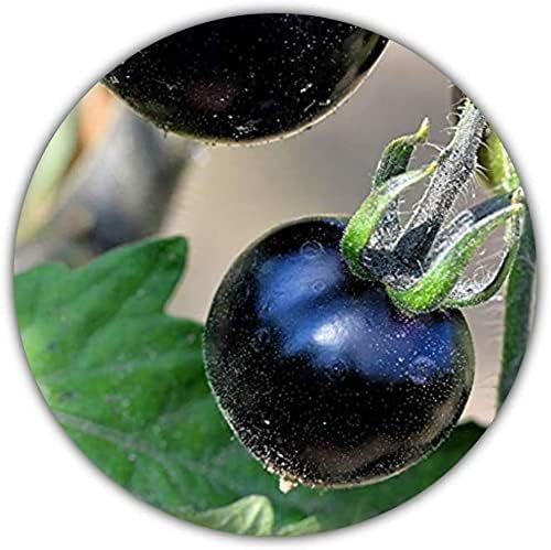 *Seltenheit* Schwarze Tomate - 50 Samen